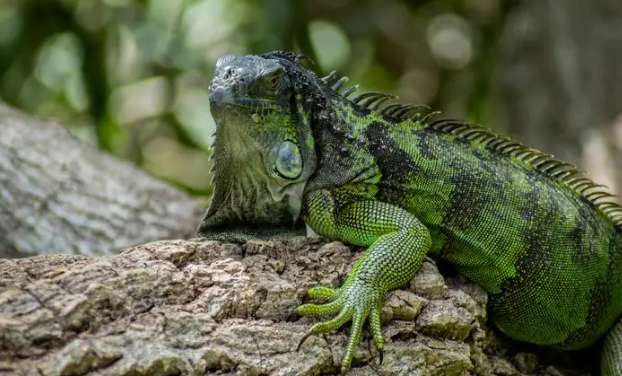 What are the daily habits of green iguanas? The significance of reproducing offspring is essential