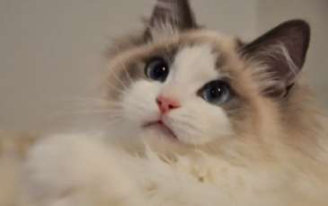 What does it mean when a Ragdoll cat has full ears? Is a Ragdoll cat with full ears okay?