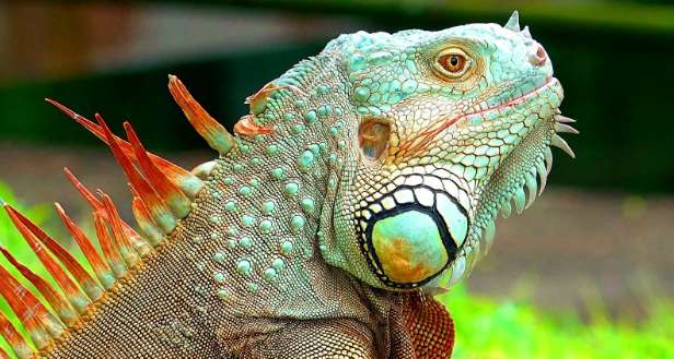 Green iguana daily habits? The significance of breeding offspring is essential