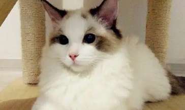 Can a Ragdoll cat be bought if its ears are not full? Will a Ragdoll cat be disqualified if its ears are not full?