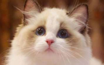 Can I buy a Ragdoll cat with full ears? Are Ragdoll cats with full ears disqualified?