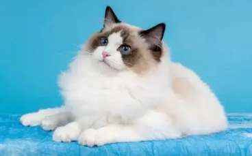 How old are both male and female Ragdoll cats? Neutering Ragdoll cats turns out to have so many benefits