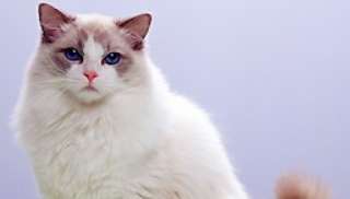 How much does it cost to neuter a Ragdoll cat? How to care for a Ragdoll cat to be neutered?