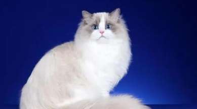 How much does it cost to sterilize a Ragdoll cat? How to care for Ragdoll cat sterilization