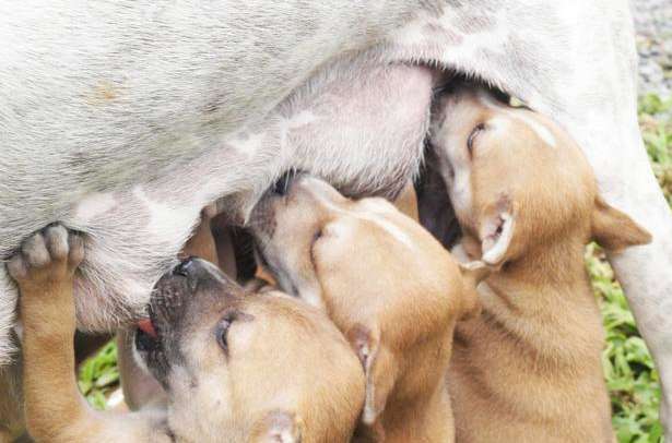 Do dogs need deworming during pregnancy? How to take care of pregnancy dog