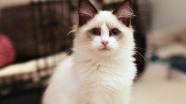 How long does it take to neuter a Ragdoll cat and what measures are taken? What to do if a Ragdoll cat is in heat