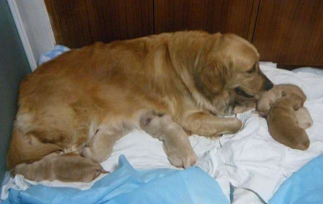 What are the key points of caring for female dogs after giving birth? Owners should also take adequate care Understand