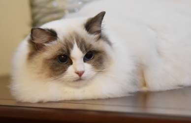 Do Ragdoll cats meow at night? It turns out that this is why Ragdoll cats meow at night.