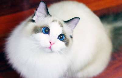 Do ragdoll cats meow at night? It turns out that this is what ragdoll cats meow at night