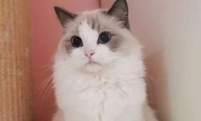 What are the consequences of not neutering a Ragdoll cat? Will it give birth to a litter of kittens?