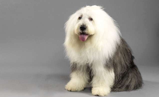 The living habits and breeding cycle of the Old English Sheepdog, the estrus period and the normal period