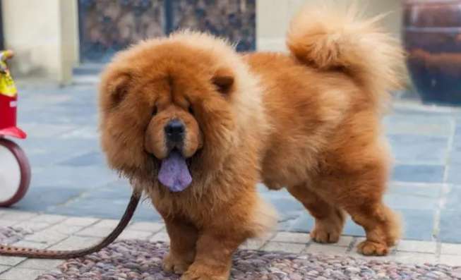 Key points of breeding Chow Chow and the basic knowledge you need to know