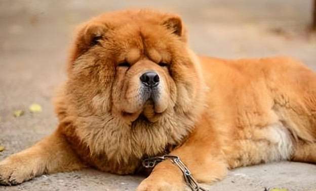 Key points of breeding Chow Chow and basic knowledge you need to know