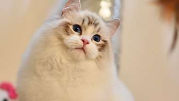 Can Ragdoll cats be sterilized during their mating period? There are so many things to pay attention to when neutering Ragdoll cats