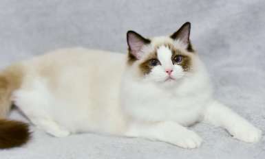 What is good for Ragdoll cats to eat? It turns out that these foods are fine