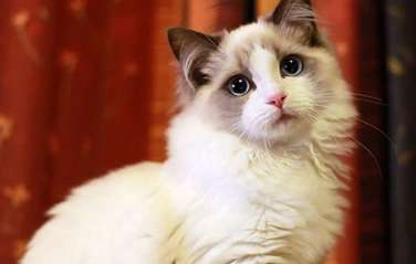 These are the 4 common causes of Ragdoll cat diarrhea