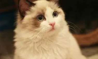 These are the 4 common causes of diarrhea in Ragdoll cats