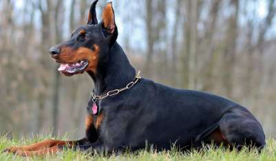  The living habits and breeding knowledge of Doberman Pinscher