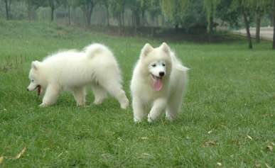 Samoyed Complete knowledge of dog breeding