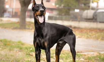 Doberman Pinscher’s living habits and breeding knowledge