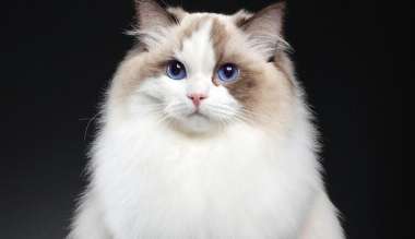 What is the difference between an impure Ragdoll cat and a pure one? This is how a purebred Ragdoll cat should look