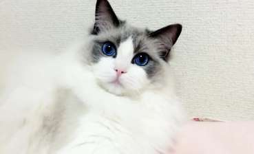 What is the difference between an impure Ragdoll cat and a pure one? This is how a purebred Ragdoll cat should look