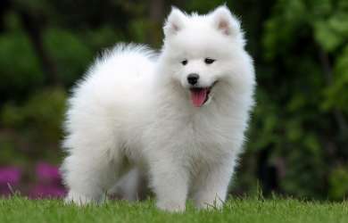 Samoyed Complete knowledge of dog breeding