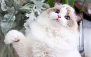 Why do Ragdoll cats not meow? This is why Ragdoll cats don’t meow.