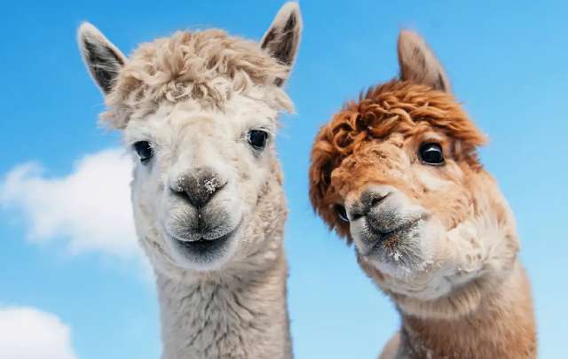Alpaca breeding and selection tips? What is the reproductive capacity of alpacas?