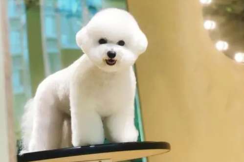 How to do beauty care for Bichon Frize? Beauty care for Bichon Frize 