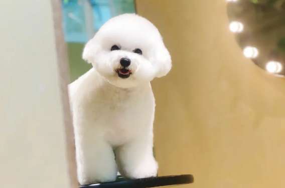 How to do beauty care for Bichon Frize? Beauty care for Bichon Frize 