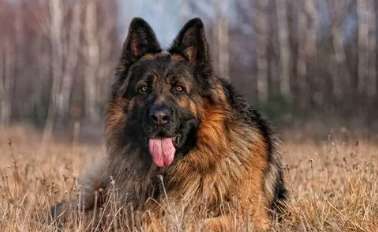  Breeding age and breeding time of German Shepherds