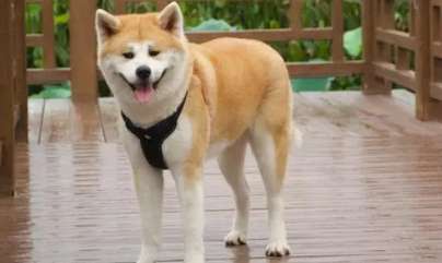 How many puppies can an Akita dog normally give birth to? The genetics of coat color of Akita dogs