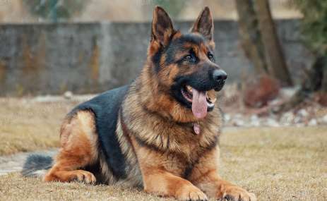 German Shepherd Dog Breeding Age and Breeding Time