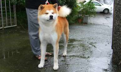 How many puppies can an Akita Inu normally give birth to? Akita dog coat color inheritance