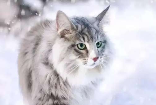 How to groom a Norwegian Forest Cat?
