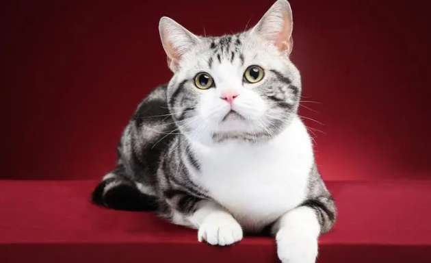 American shorthair cat care, four issues to pay attention to when feeding?