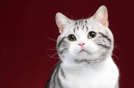 American Shorthair Cat Care, Four Things to Pay Attention to during Feeding Question?