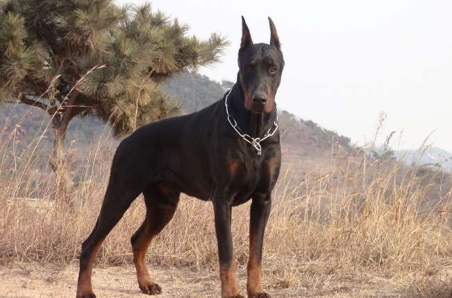 Doberman Pinscher body care and grooming care precautions?