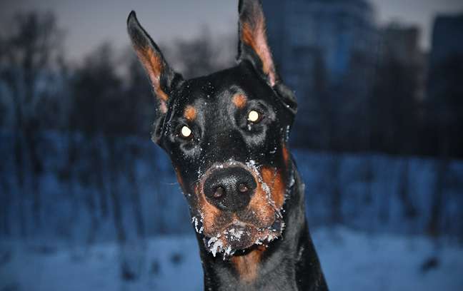 What are the body care and beauty care precautions for Doberman Pinscher?