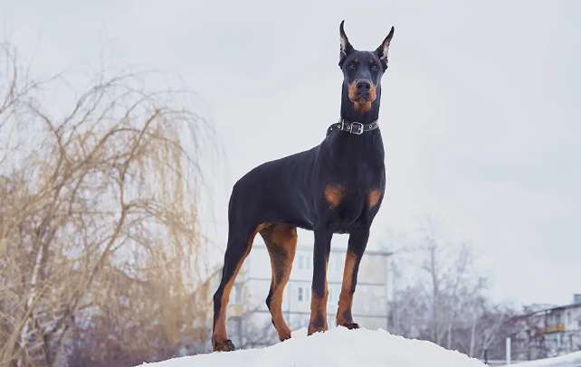 FCI Standard for Doberman Pinscher? What are these specifically?