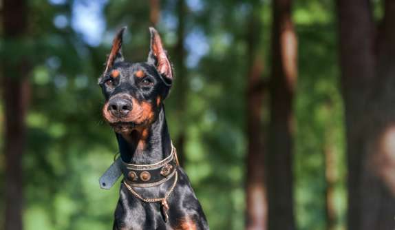 FCI standards for Doberman Pinschers? What are these specifically?