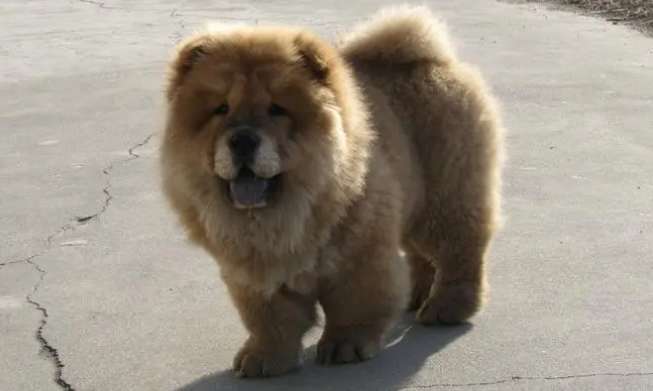 How to care for Chow Chow and what should you pay attention to when bathing?