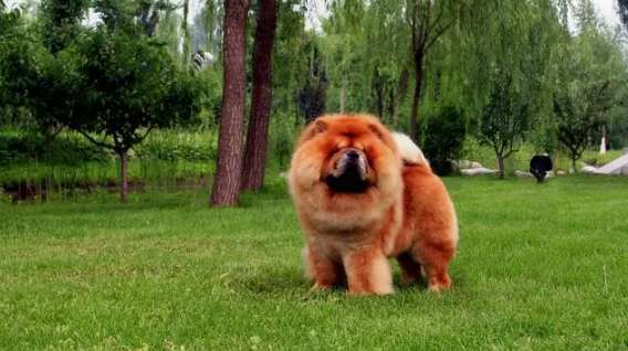 What are the care methods and bathing precautions for Chow Chow?