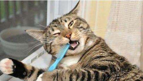 How to properly care for your cat’s teeth?