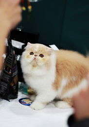 How to simply groom a Persian cat?