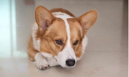 Those things about Corgi: Corgi pulled it for a long time Soft stool