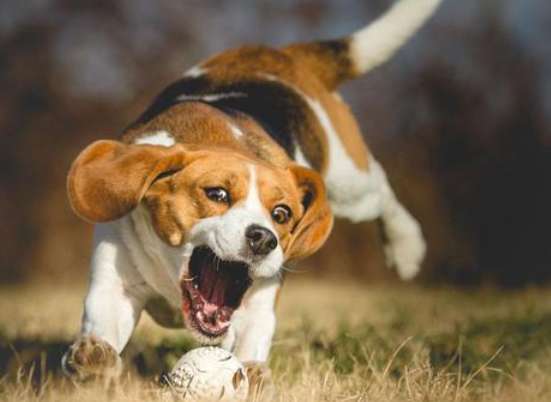 犬の悪い習慣とは