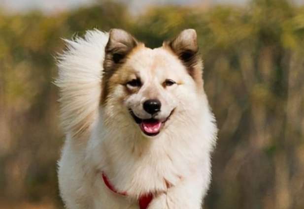 犬の悪い習慣とは