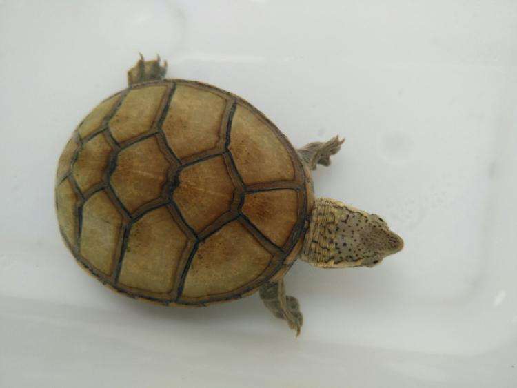 Can red-faced egg turtles be mixed with grass turtles? Notes